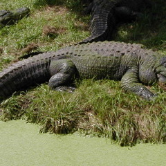 Alligator Bellow