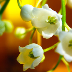 не топчіть конвалії (democuts)