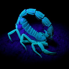 mesosoma