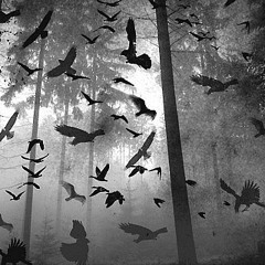 Border Collapse - Escape/from