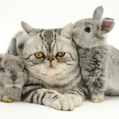 Cats and Rabbits