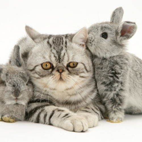 Cats and Rabbits