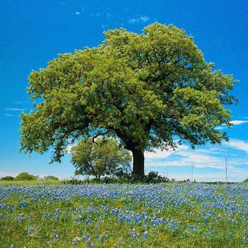 Daniel Kruglov - The trees of Gan Eden