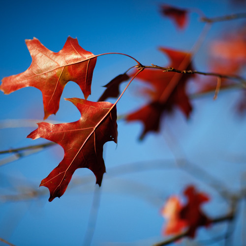 Stream Metamorphosis (Original) by Austin Halvorsen by Austin Halvorsen Listen online for