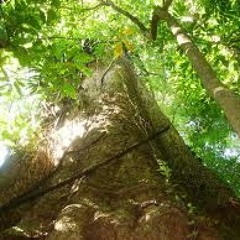 Yage- The Mahoganyy Tree (Shelterd)