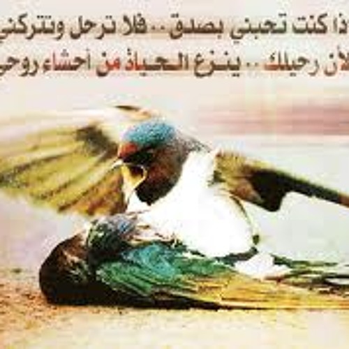 Mohamed.mounir-Ya Hamam