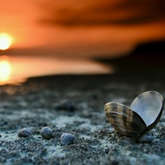 تيسير الموالي - حبيبي