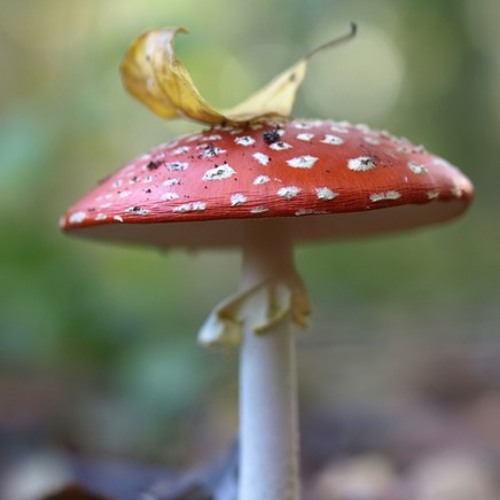 Autumn Dreaming