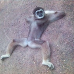 ancarjo instrumental