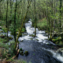 Relax sonoro sonidos de naturaleza - relaxing nature river forest sounds