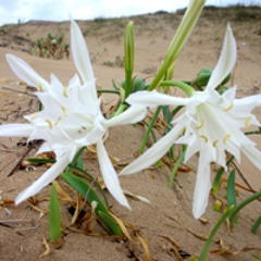 Be careful of my heart (Tracy Chapman Cover)