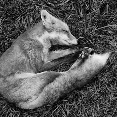 Little Fox - Singing in Bars