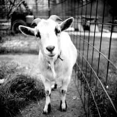 BlvckPulse - Kill the goat (TEASER)