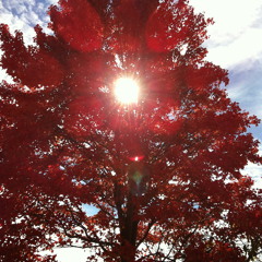 Fire of Desire (circ.2006)