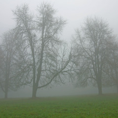 Haarspalter - Naturtrüb