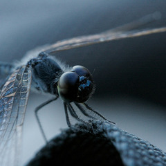 Moloko - the chillout album