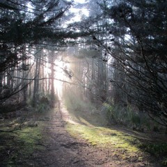 Silver Shadows