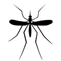 The temporary life of mr.mosquito