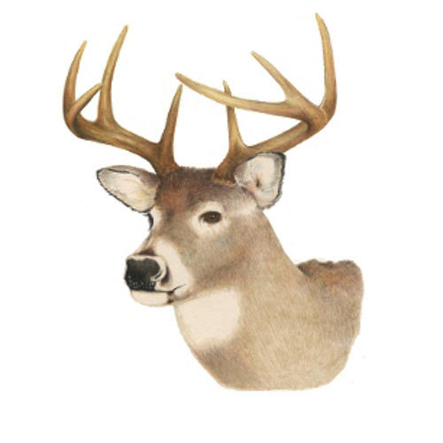 Stream Whitetail deer tending grunt by SHERIF Listen online for free