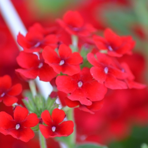 گروه دنگ شو