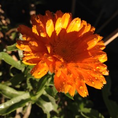 Take a giant acoustic