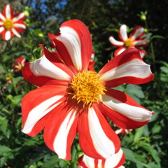 Stevepops - Almost Summer