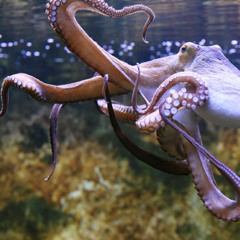 Octagonopus