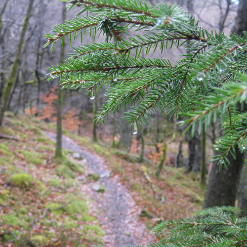 Lost in the Woods mix