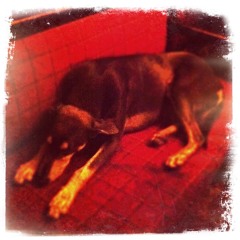 Sleepingdogs (Attack/Panic!)