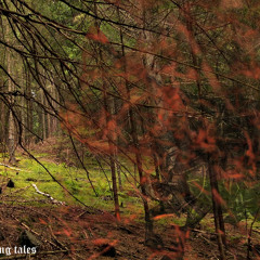 01.The woods are telling tales