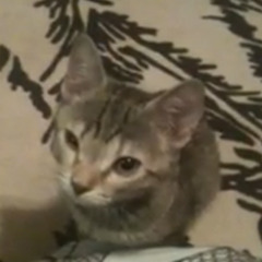 Little Turkey - Acapella