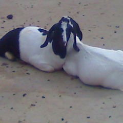 meladronin+kava kava