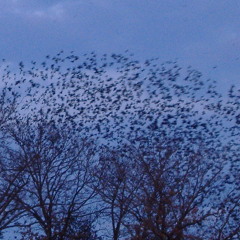 Katie Vikulova - White Snow