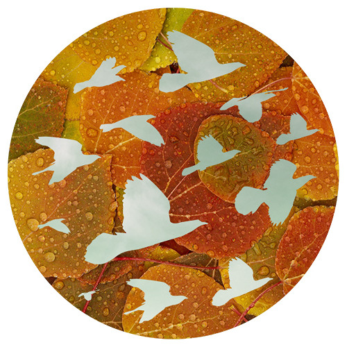 Janoma - Zugvogel