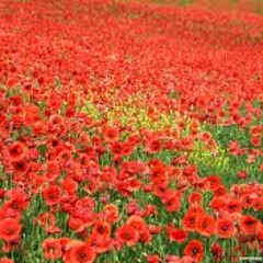 In Flanders Fields Me Reading The Poem for everyone that passed