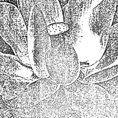 Pierrot Lunaire - The Flowery Dream [excerpt]