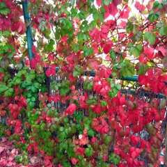 Falling leaves