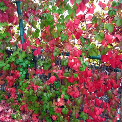 Falling leaves