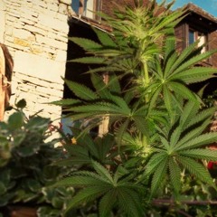 FRENCH GANJA ANTHEM MIX