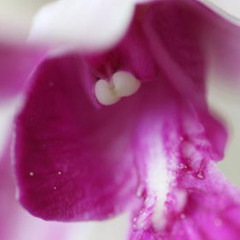 The Spiel - Verblümt