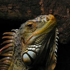 Anizatrop - Exotic Reptiles (Dub)