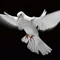 Velare Port Ti (RMX)