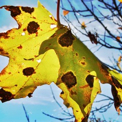 Jan Helsing - Sügis