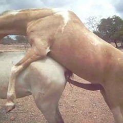 SENTA NO PAU DO CAVALO((DJ CARLITINHO))BONDE DOS CAVALO- kkkkkkk