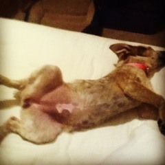 Im so tired(fugazi cover)