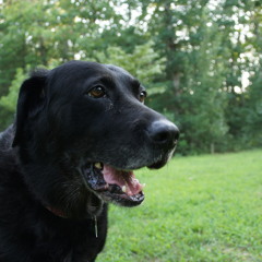 Killer Klowns Fom Outer Space