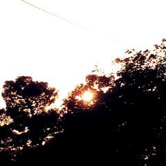 Elated Shadows