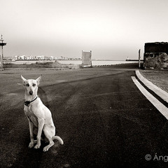 perroristas ft u-inversus (BRASIL) - perros de cuneta