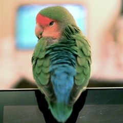 インコ飼ってないんですね