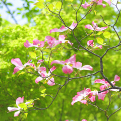 An irrigational ditch along the path between rice fields in local bali  畦道のせせらぎ